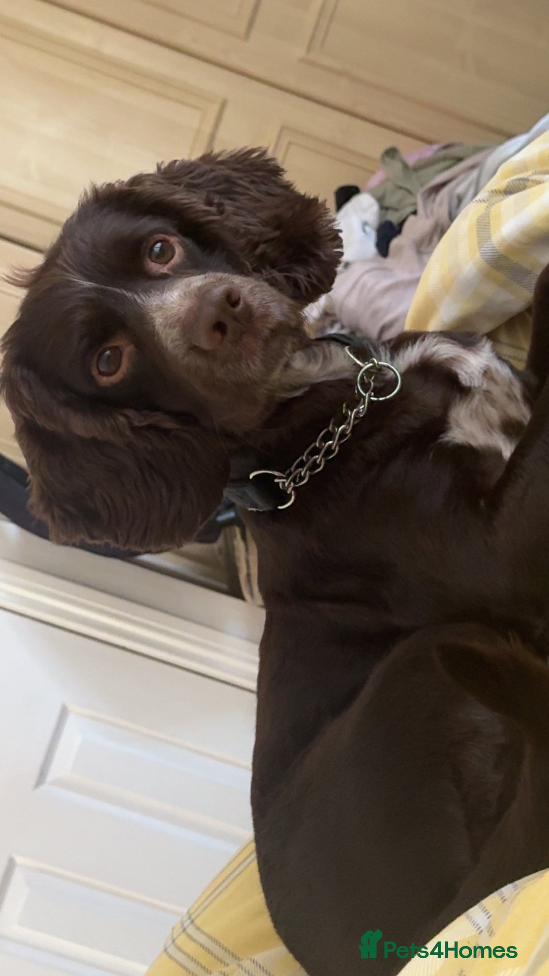 Sprocker dogs for sale: 2 year old Sprocker  - Image 3