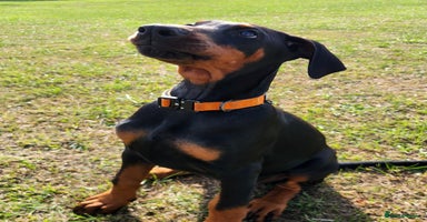 Dobermann dogs in Durham - Advert 15