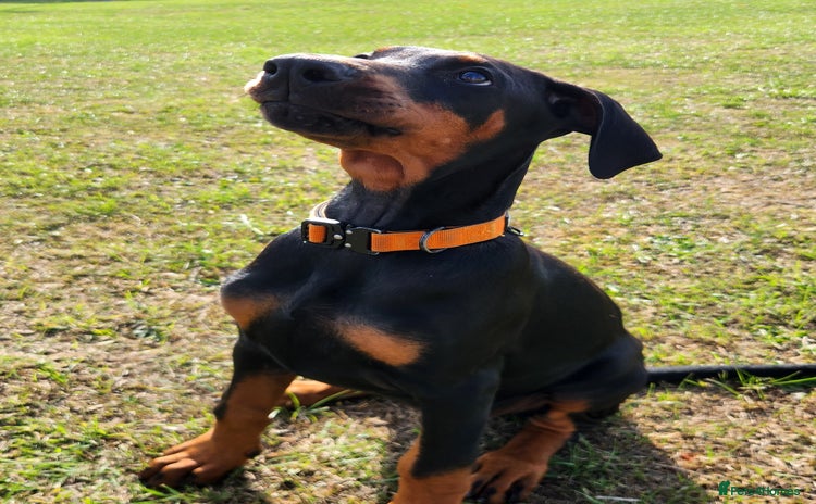 Dobermann dogs in Durham - Advert 1