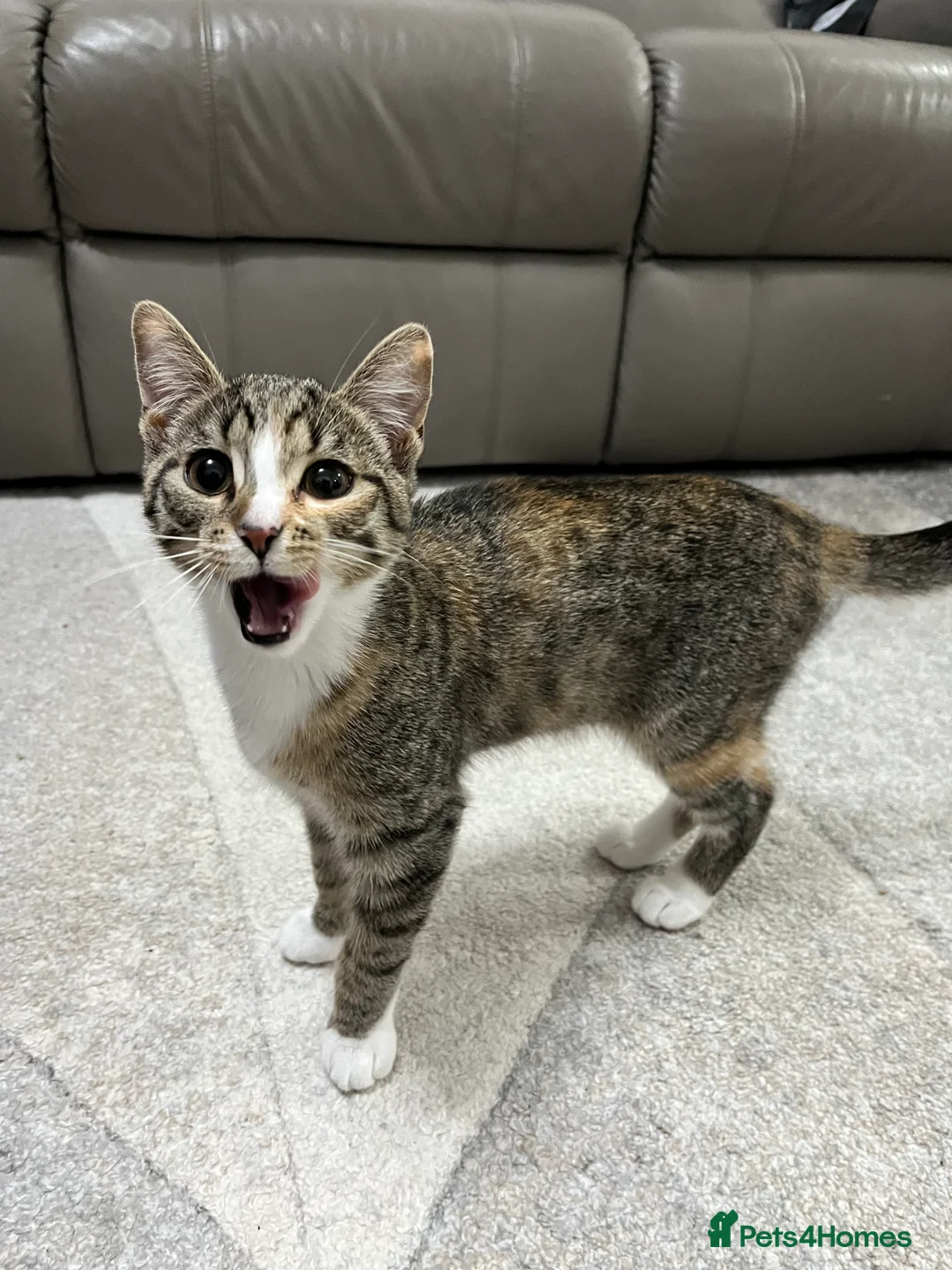 Mixed Breed cats for sale: Beautiful, Healthy Kitten– Ready for Forever Home - Advert 8