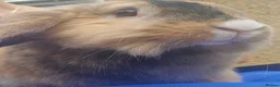 Mixed Breed rabbits for sale: Bunny's  - Advert 11