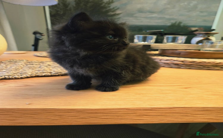 Mixed Breed cats - Advert 4
