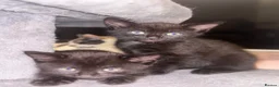 British Longhair cats for sale: 6 beautiful kittens  - Advert 4