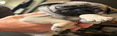Pug Puppy 1