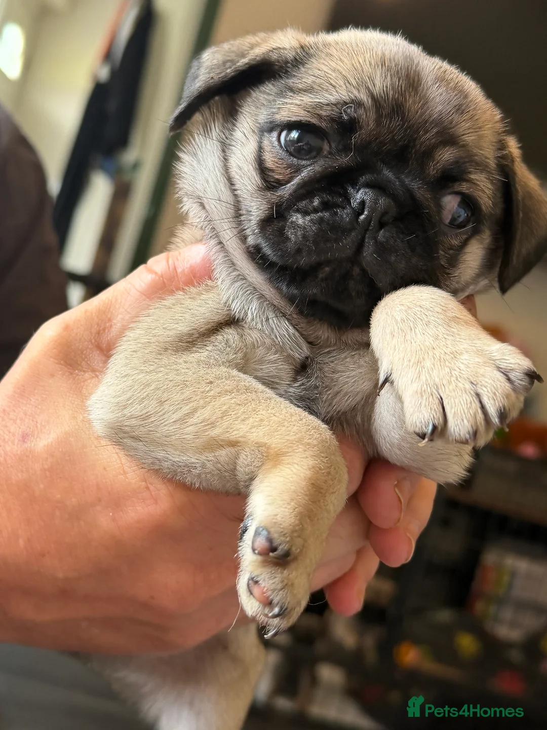 Pug dogs for sale: Pug puppy  - Advert 2