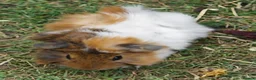 Guinea Pig rodents for sale: Beautiful funky guinea pigs - Advert 3