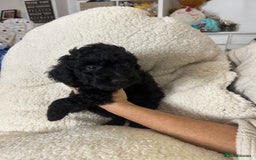 Cockapoo dogs for sale: ONLY 2  LEFT OUTSTANDING TINY MINITURE COCKAPOOS  - Image 13