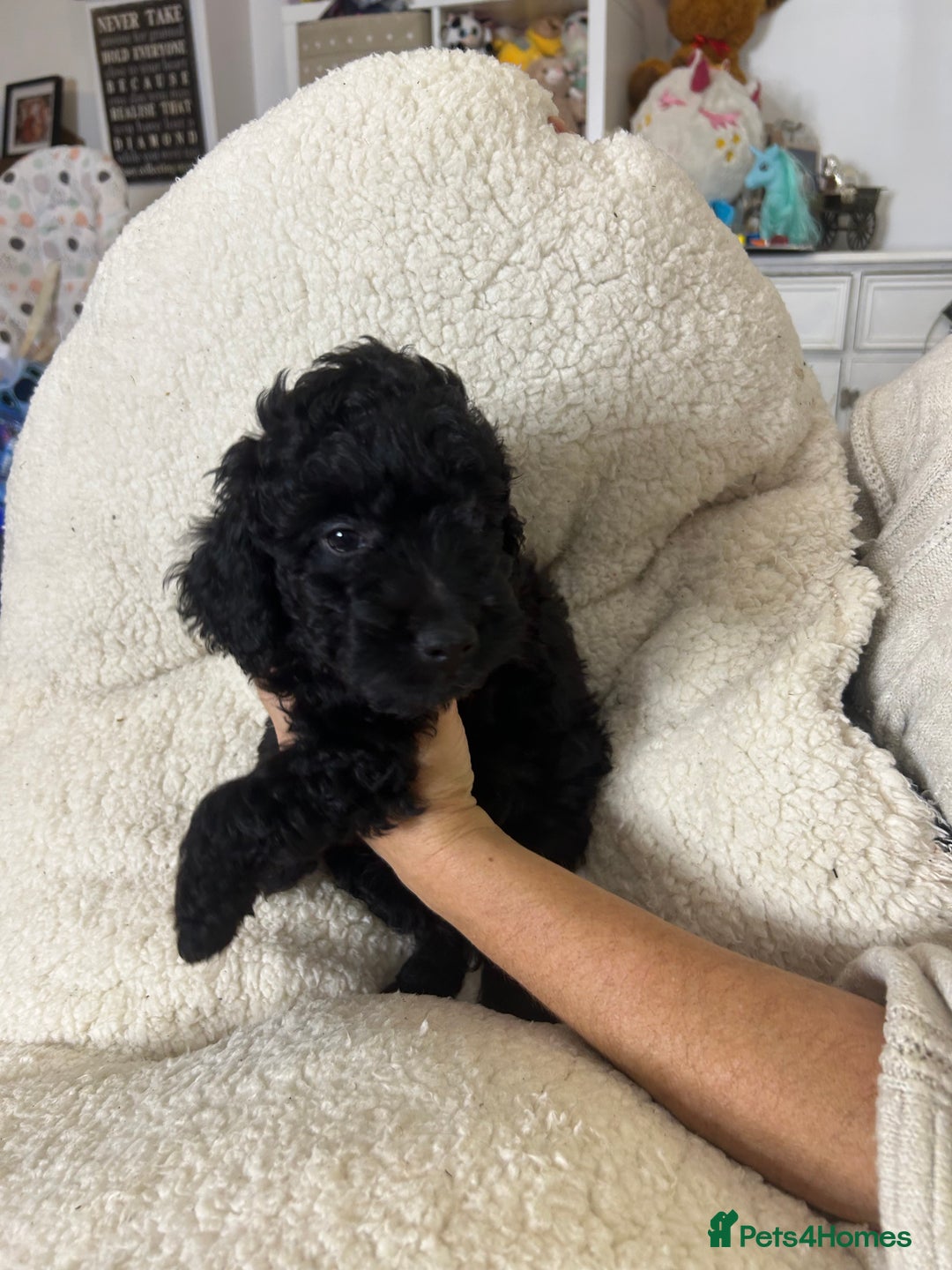 Cockapoo dogs for sale: ONLY 2  LEFT OUTSTANDING TINY MINITURE COCKAPOOS  - Image 13