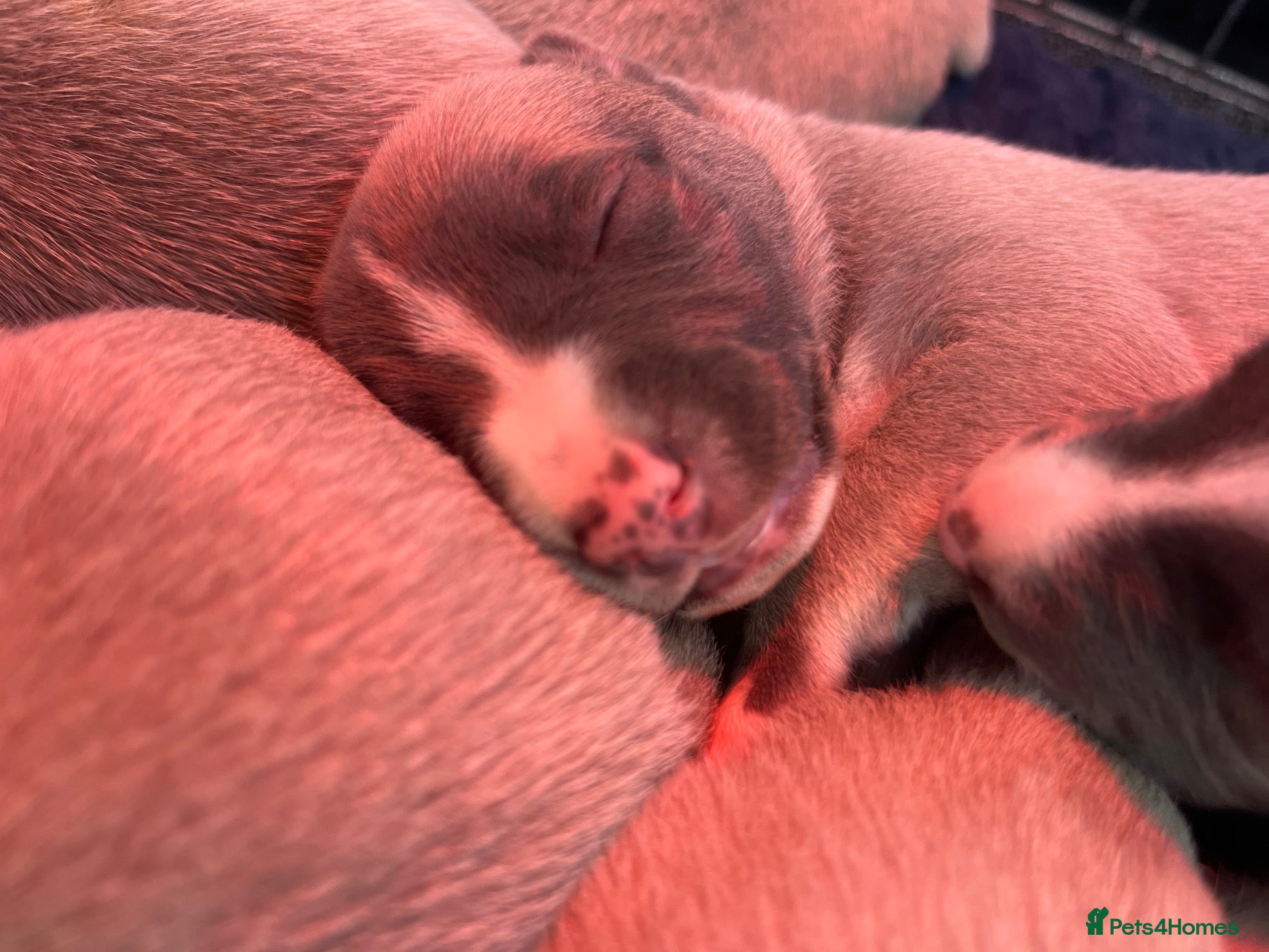 Whippet dogs KC Registered Whippet Puppies   - Advert 13