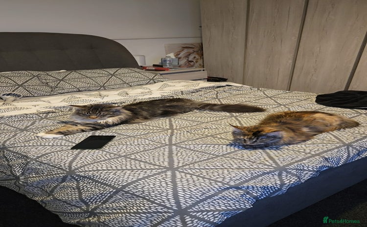 Maine Coon cats - Advert 11