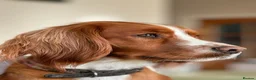 Cocker Spaniel dogs for sale: Gorgeous Working Cocker Spaniels in Northallerton - Advert 15