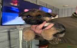 German Shepherd dogs for sale: German shepherd  - Image 8