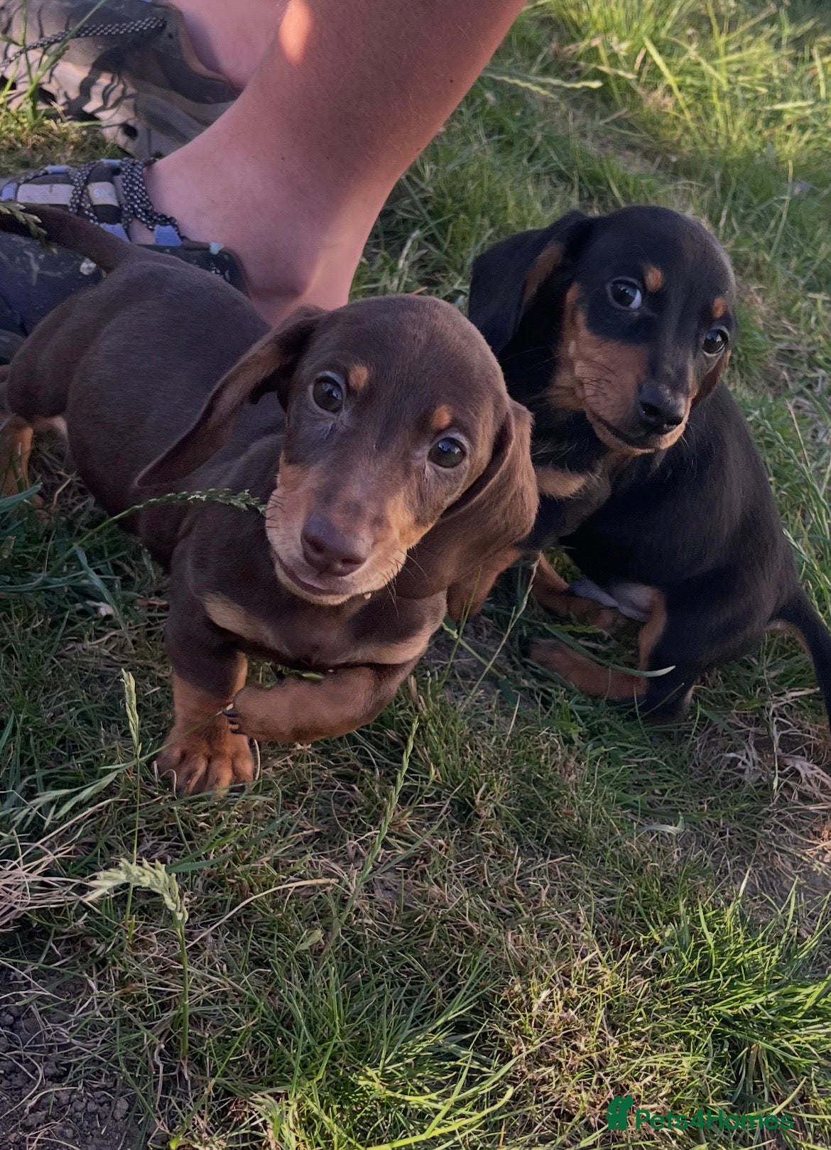 Miniature Dachshund dogs Last 2 boy ready to leave kc registered  - Advert 12