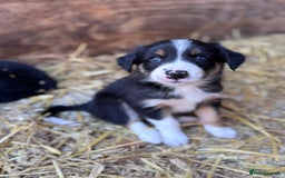 Border Collie dogs for sale: Beautiful working/Pet Collie pups - Image 13