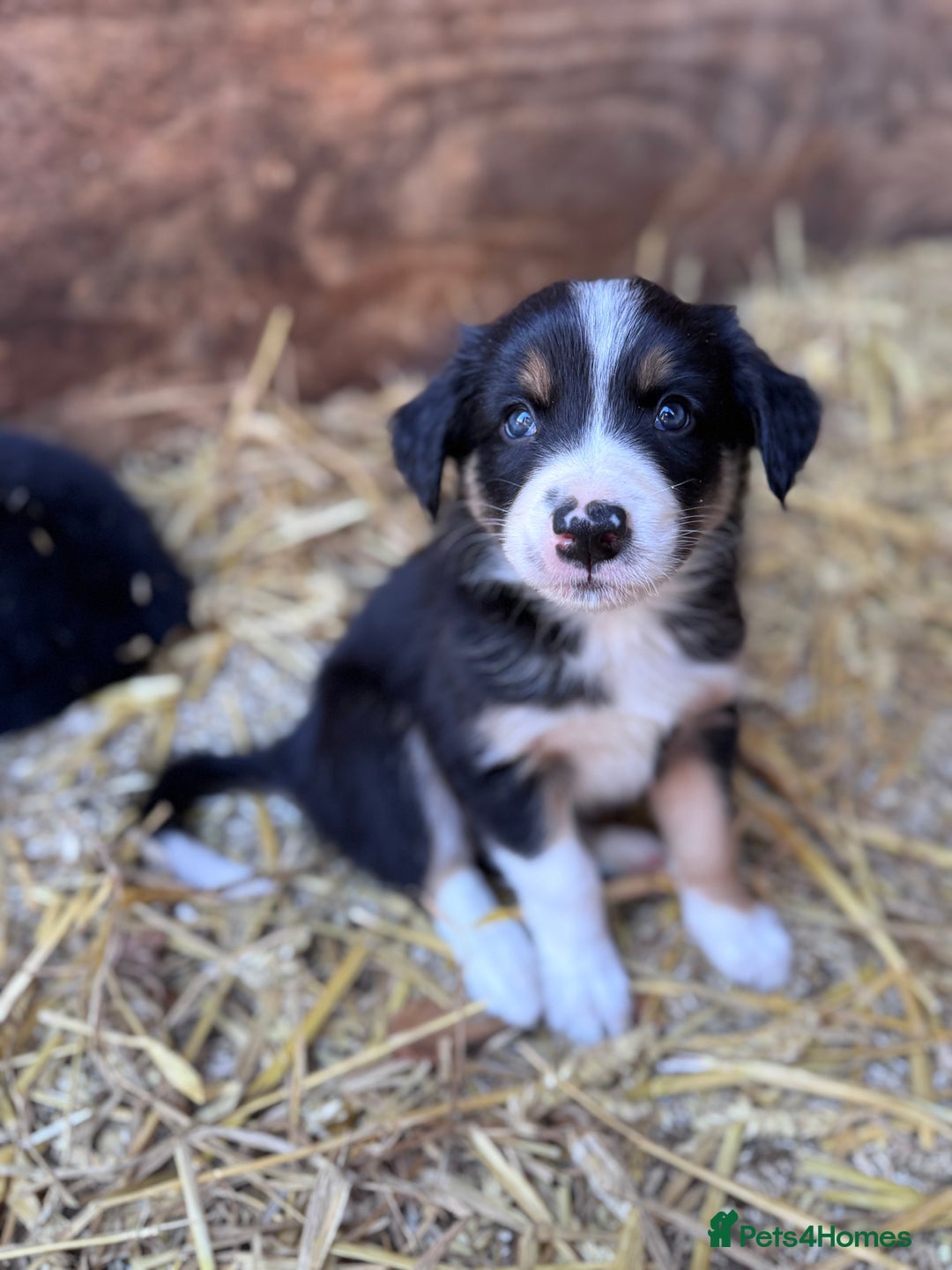Border Collie dogs for sale: Beautiful working/Pet Collie pups - Image 13