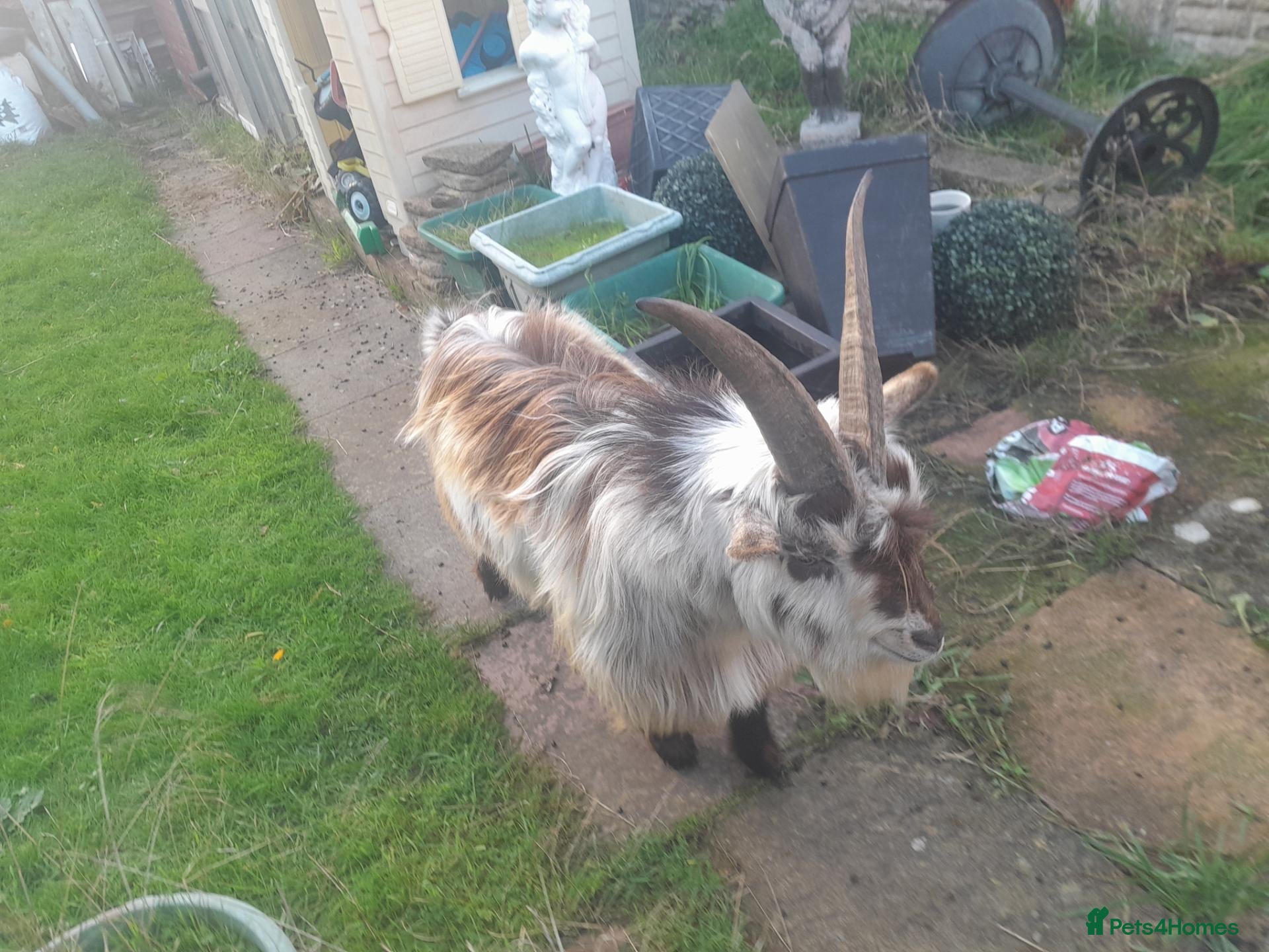 Goats livestock Male goat - Advert 4