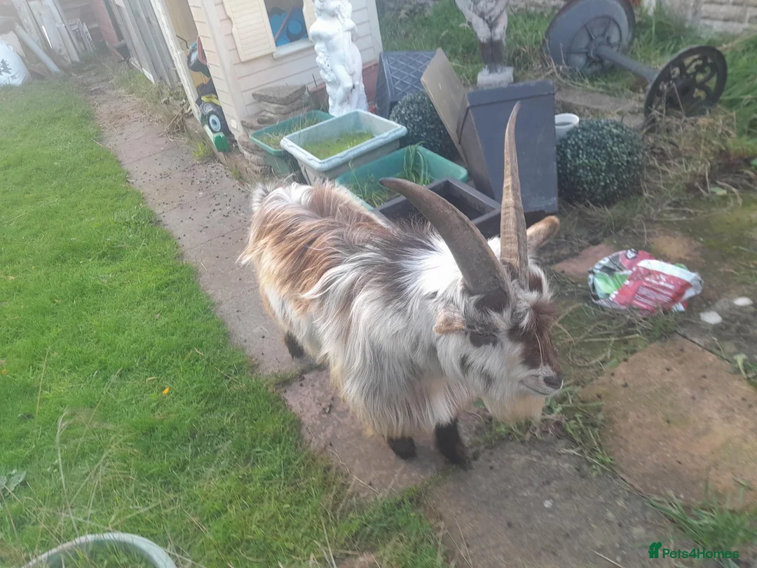Goats livestock for sale: Male goat - Advert 1
