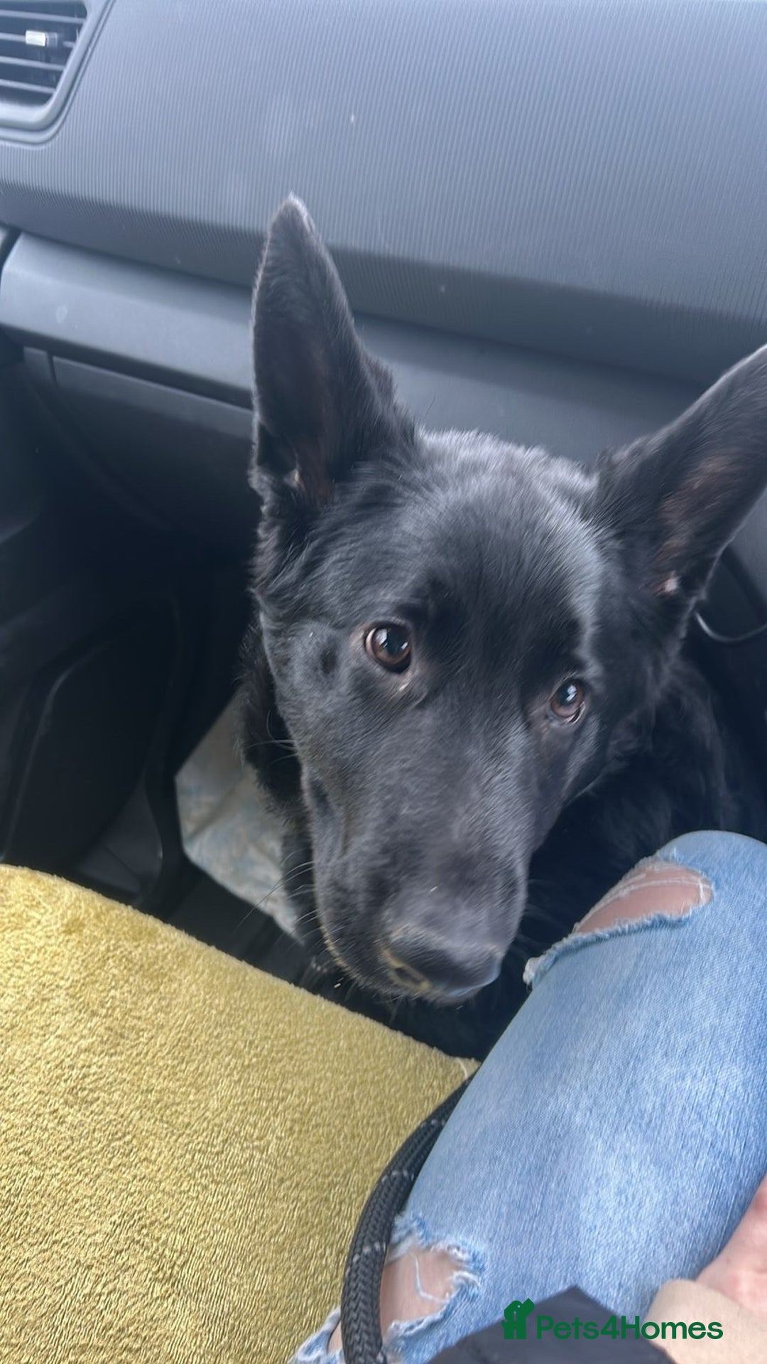 German Shepherd dogs for sale: Beautiful black German Shepard girl  - Advert 1