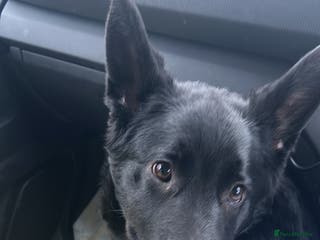 German Shepherd dogs Beautiful black German Shepard girl - Advert 1