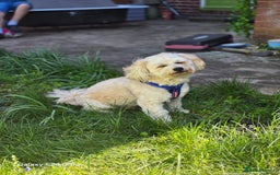 Mixed Breed dogs for stud: Tobii - Image 2