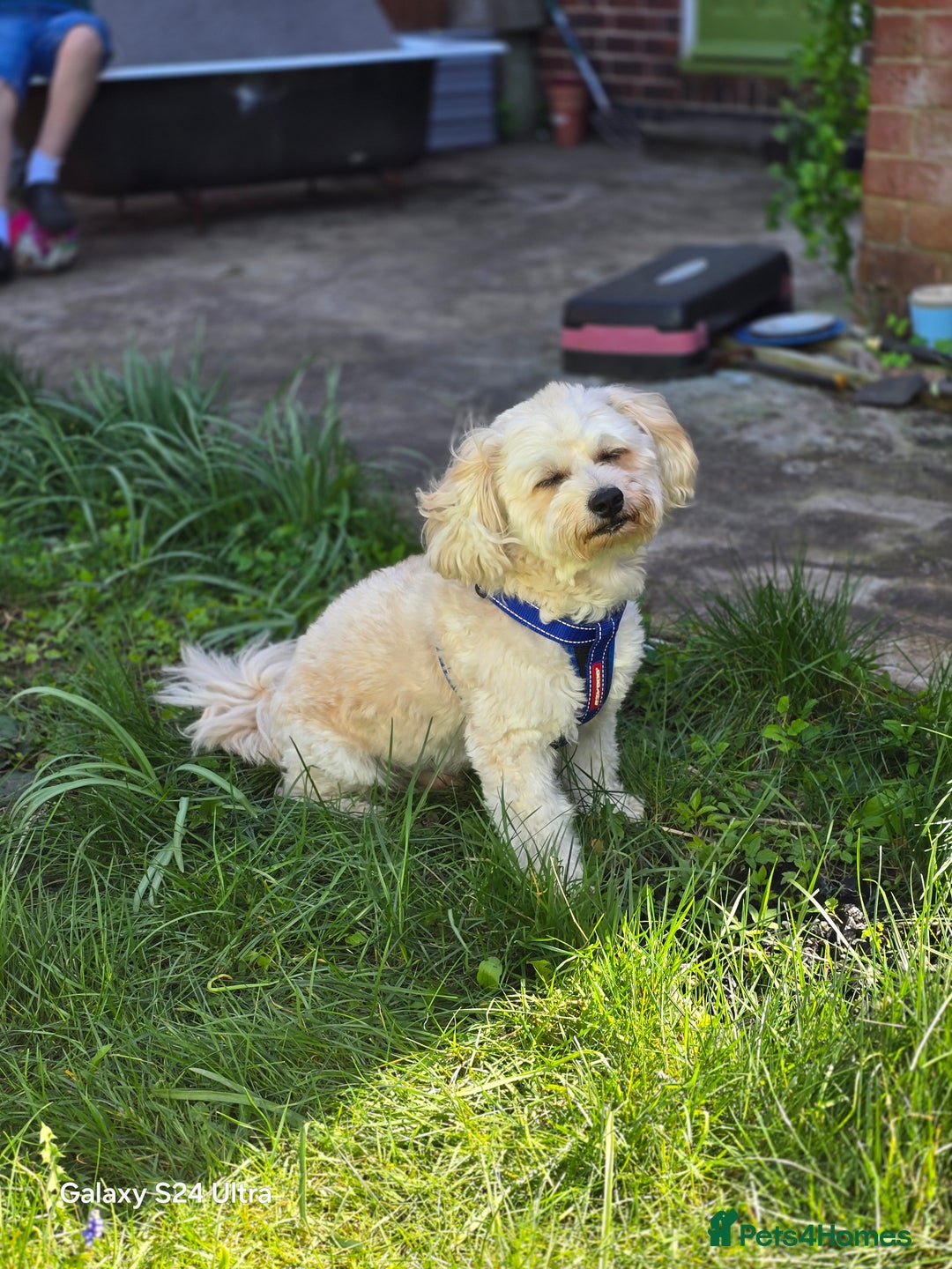 Mixed Breed dogs for stud: Tobii - Image 2