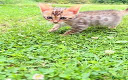 Bengal cats for sale: 1 Pedigree Brown Bengal x Snow Lynx Bengal - Image 1