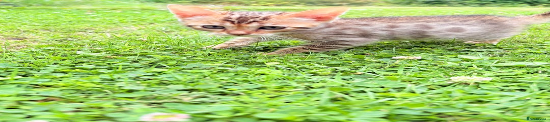 Bengal Kitten 1