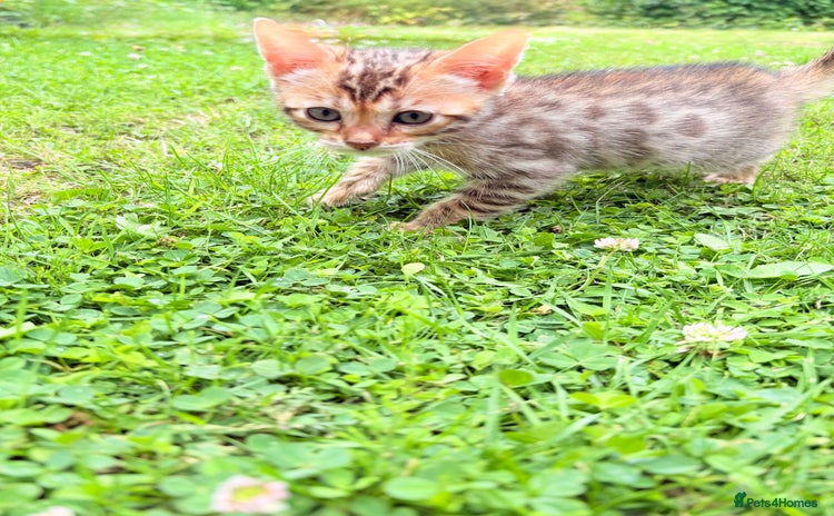 Bengal cats - Advert 7