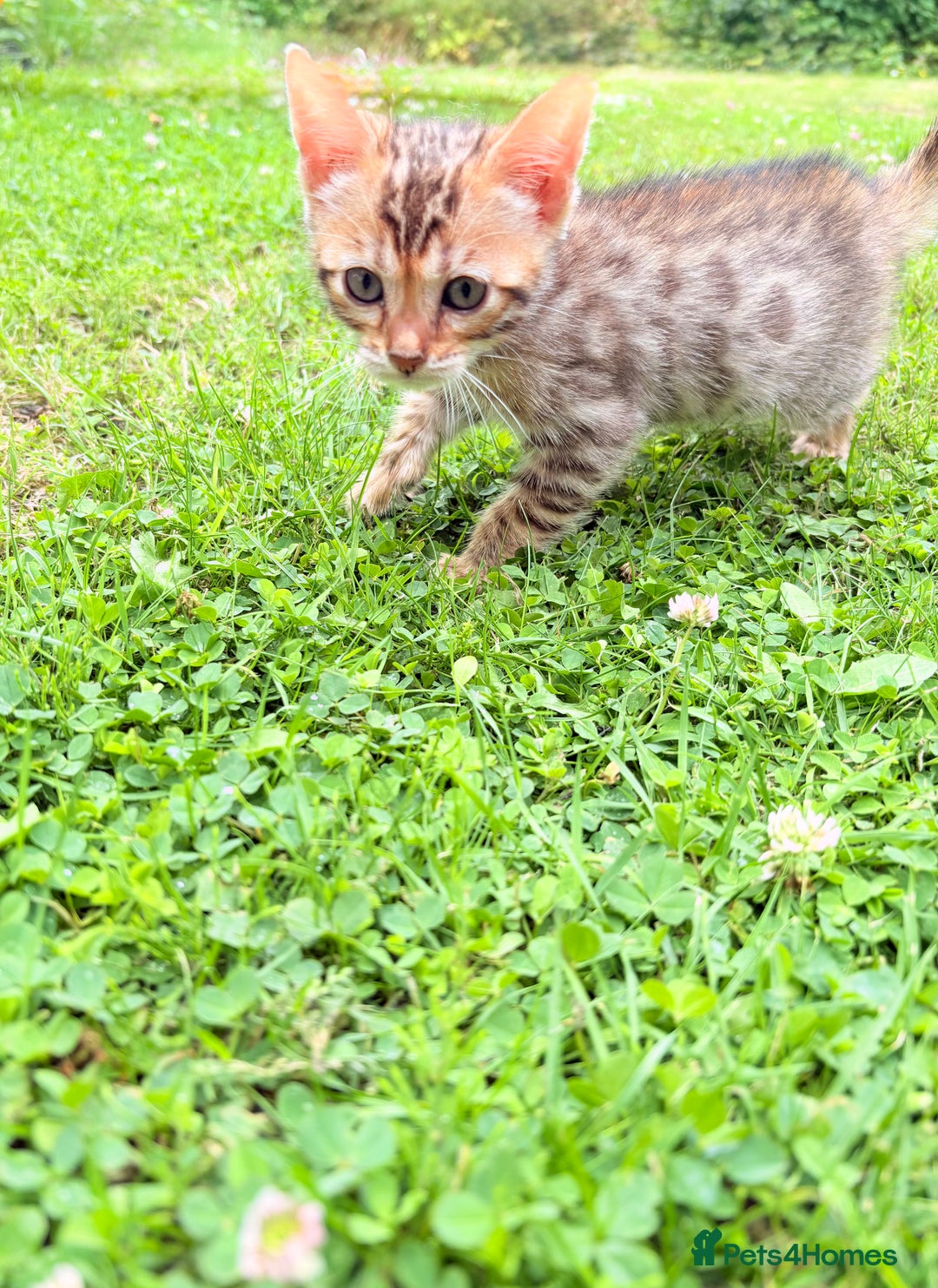 Bengal cats for sale: 1 Pedigree Brown Bengal x Snow Lynx Bengal - Image 1