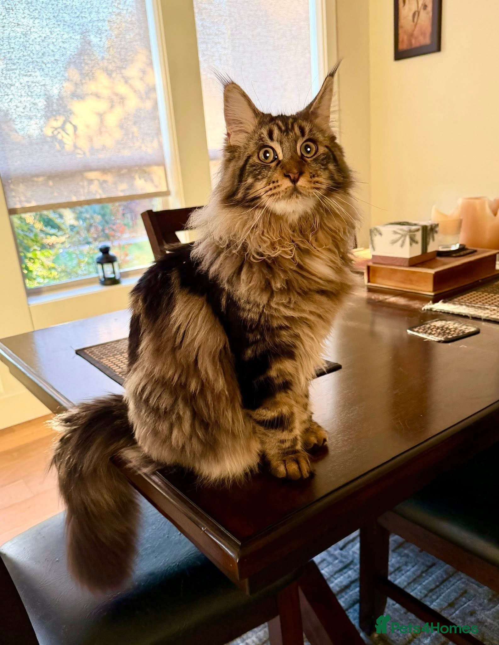 Maine Coon cats BEAUTIFUL MAINCOON kittens  - Advert 4