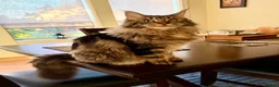 Maine Coon cats for sale: BEAUTIFUL MAINCOON kittens  - Advert 1