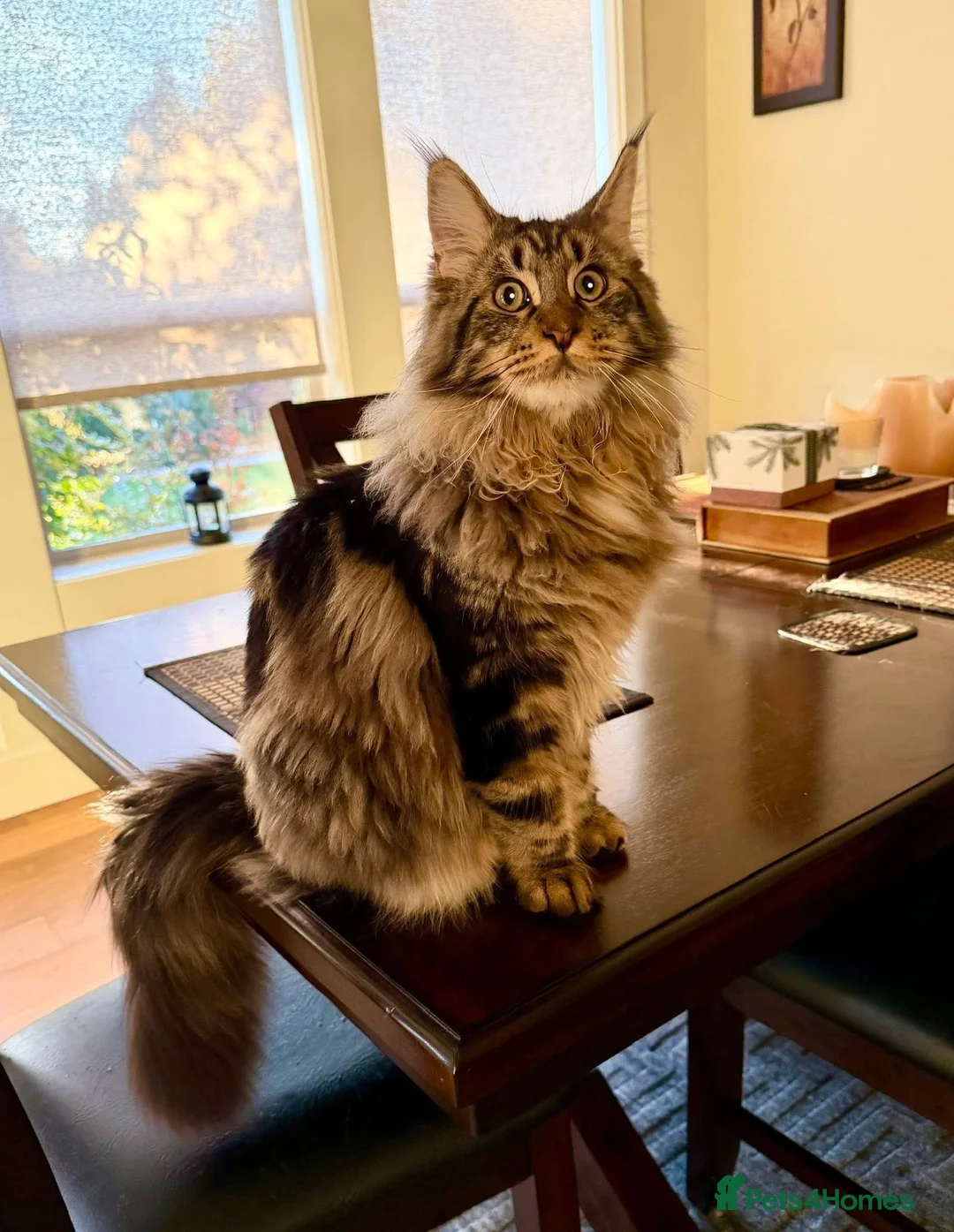 Maine Coon cats for sale: BEAUTIFUL MAINCOON kittens  - Advert 1