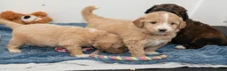 Mixed Breed dogs for sale: Pyredoodle Waiting List - F1 Mini  - Advert 5