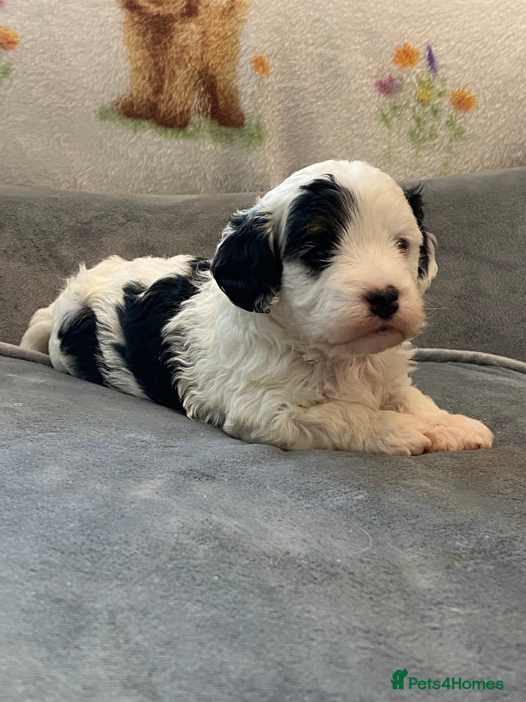 Cavapoo dogs for sale: Super cute, health tested, friendly Cavapoo pups  - Image 2