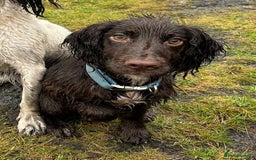 Cocker Spaniel dogs for sale: 2 year old male Chocolate Cocker Spaniel - Image 4