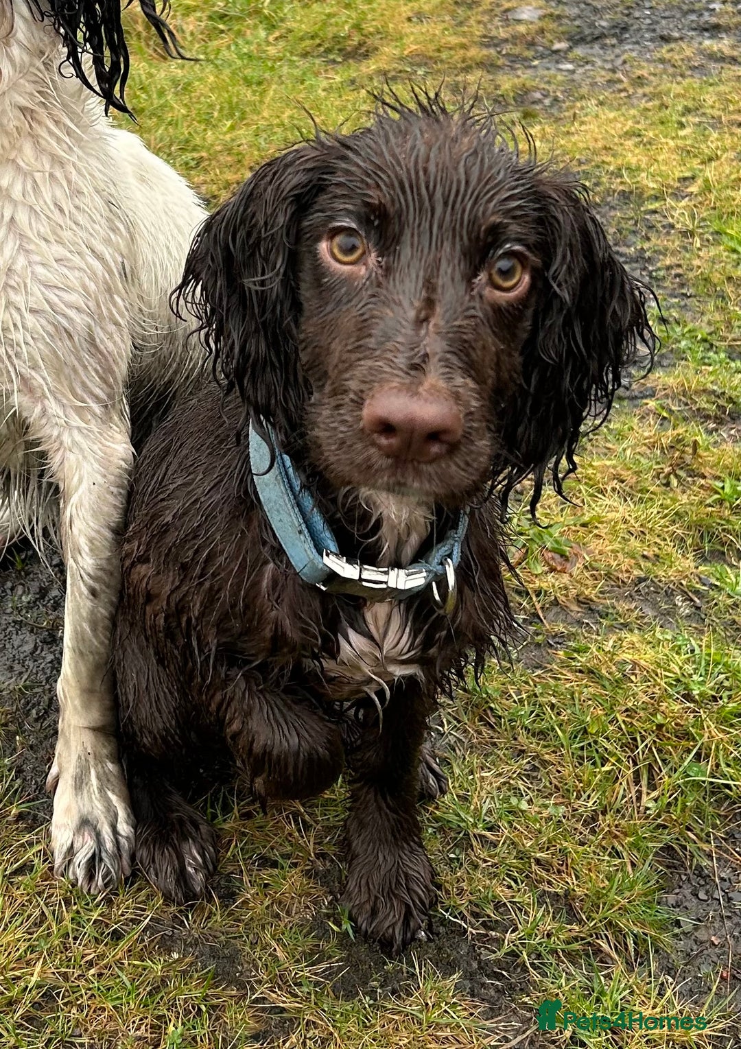 Cocker Spaniel dogs for sale: 2 year old male Chocolate Cocker Spaniel - Image 4