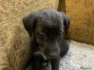 Mixed Breed dogs F1 BEDLINGTON X WHIPPETS - Advert 1