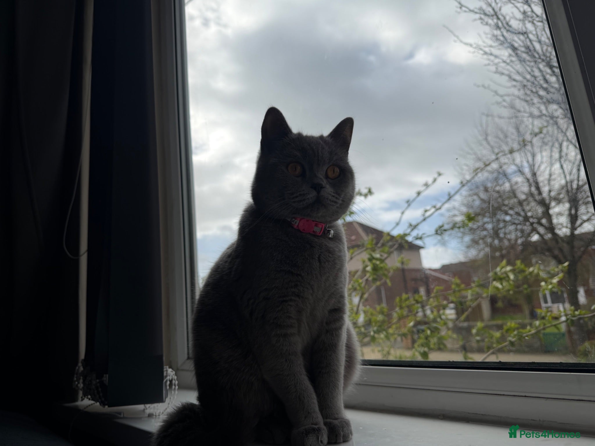 British Shorthair cats British short hair kittens  - Advert 1