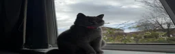 British Shorthair cats for sale: British short hair kittens  - Advert 1
