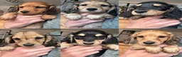 Miniature Dachshund dogs for sale: Long haired miniature dachshunds  - Advert 2