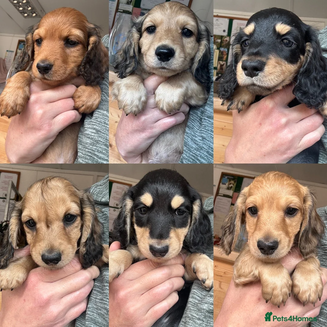 Miniature Dachshund dogs for sale: Long haired miniature dachshunds  - Advert 2
