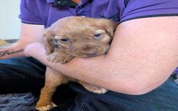 Cocker Spaniel dogs for sale: Golden cocker spaniel - Image 4