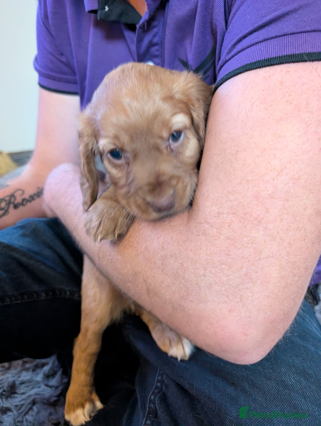 Cocker Spaniel dogs for sale: Golden cocker spaniel - Image 4