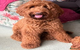 Australian Labradoodle dogs for sale: 100% Pure bred Australian Labradoodle - Image 10
