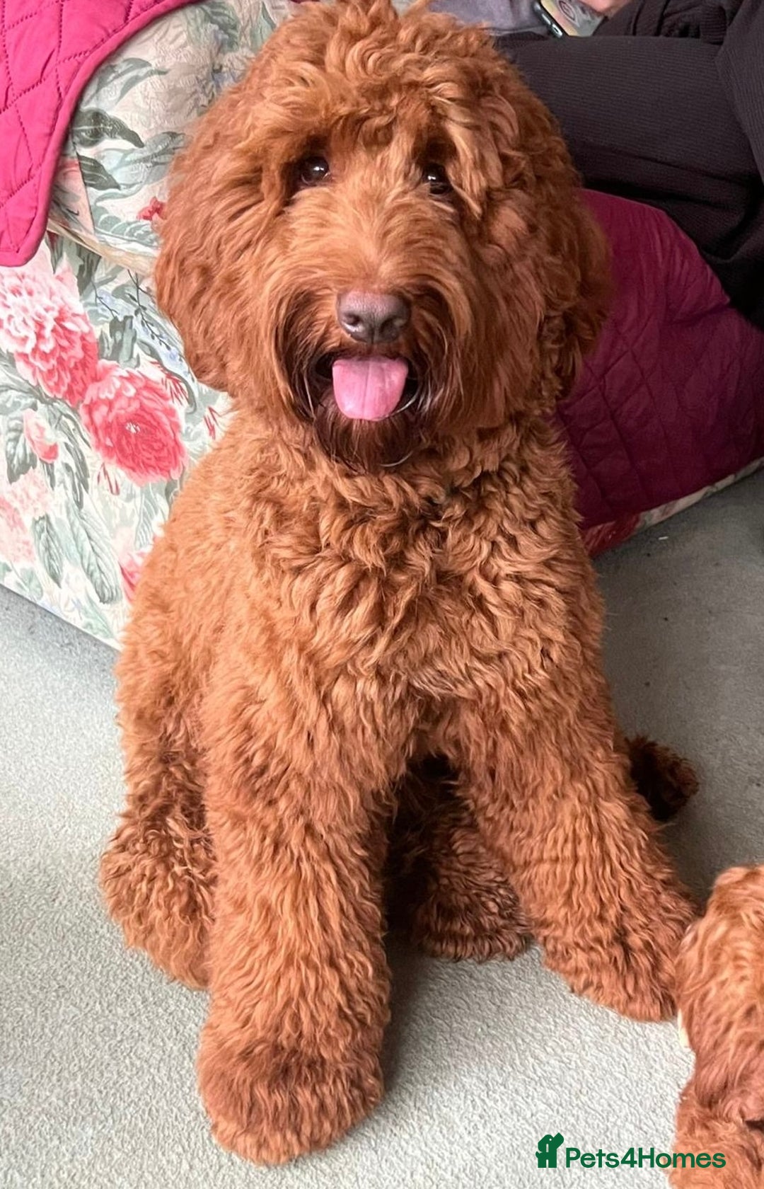 Australian Labradoodle dogs for sale: 100% Pure bred Australian Labradoodle - Image 10