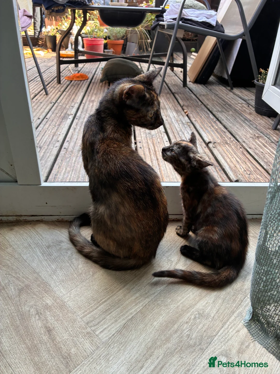 Mixed Breed cats for sale: 2 white kittens girls, 1 tortoise shell girl in Worcester - Advert 2