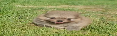 Pomeranian Puppy 5