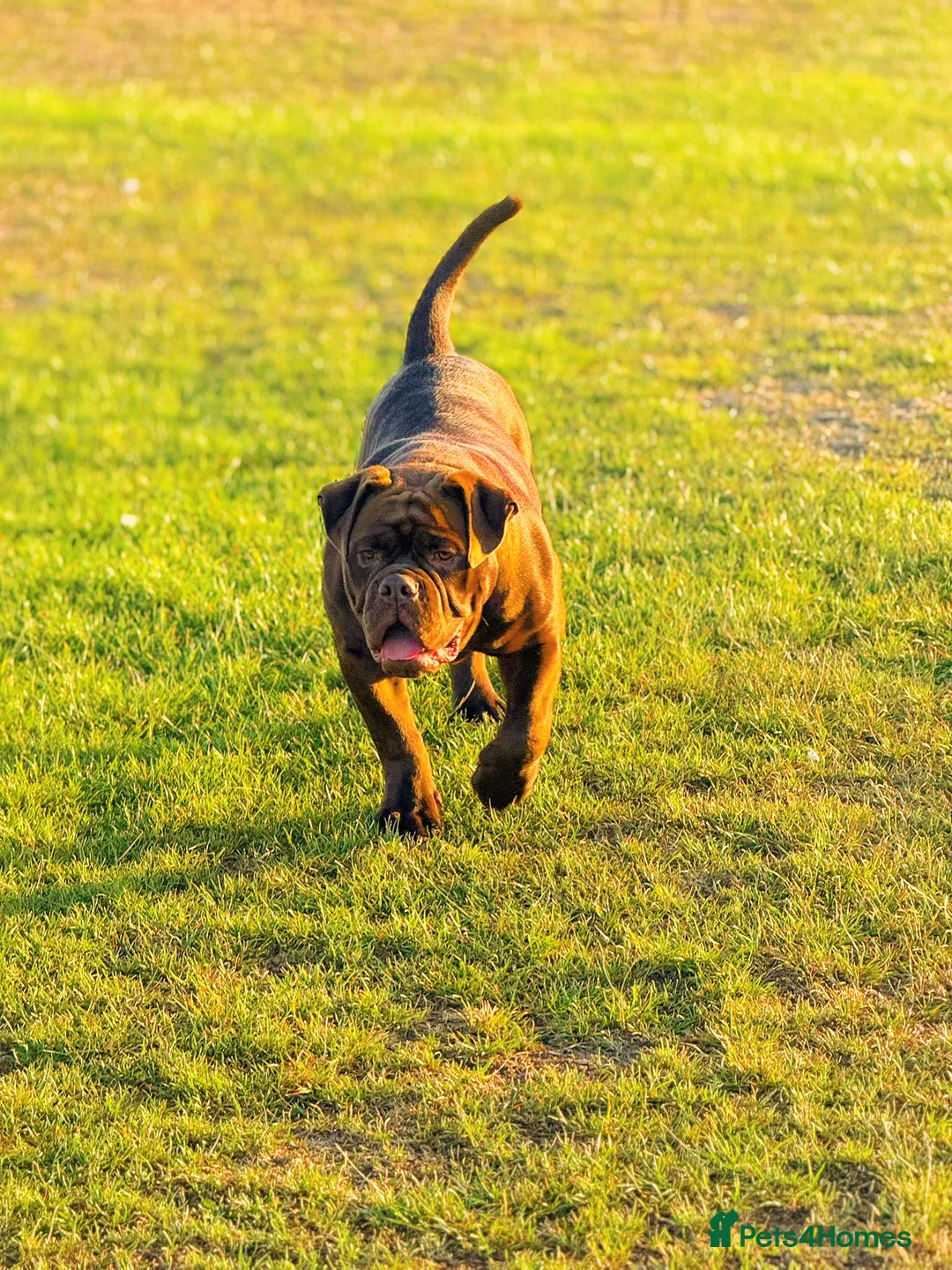 Olde English Bulldogge dogs for stud: Don Julio up for stud 🥃 🇧🇷 🇬🇧  - Advert 6