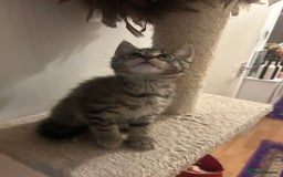 Maine Coon cats for sale: Beautiful tabby Maine Coon X kittens  - Image 13