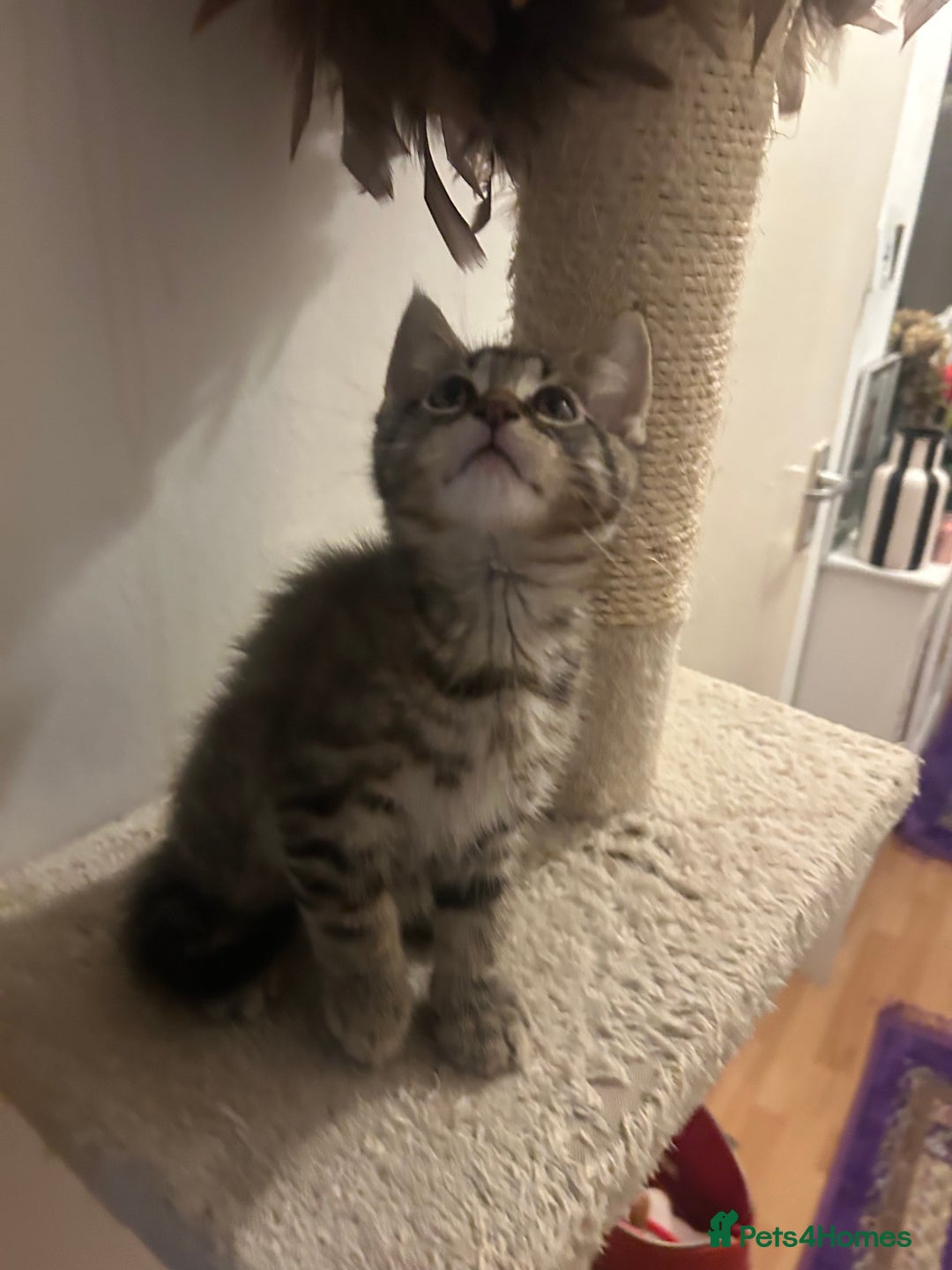 Maine Coon cats for sale: Beautiful tabby Maine Coon X kittens  - Image 13